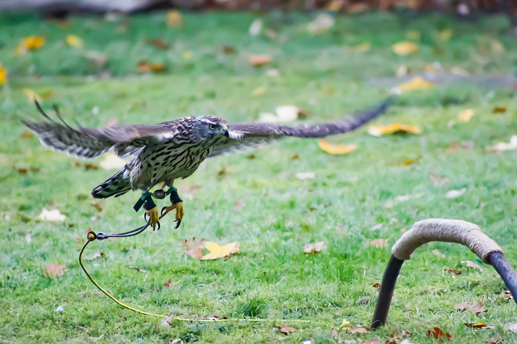 Grefvogel, Norwegischer Habicht, Tag beim Falkner, Jagdfalkenschule Daniel Aebker