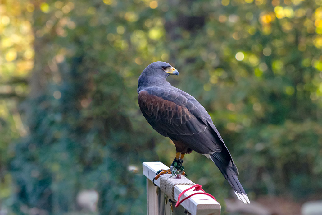Falkner für einen Tag, Jagdschule Daniel Aebker, Harris Hawk
