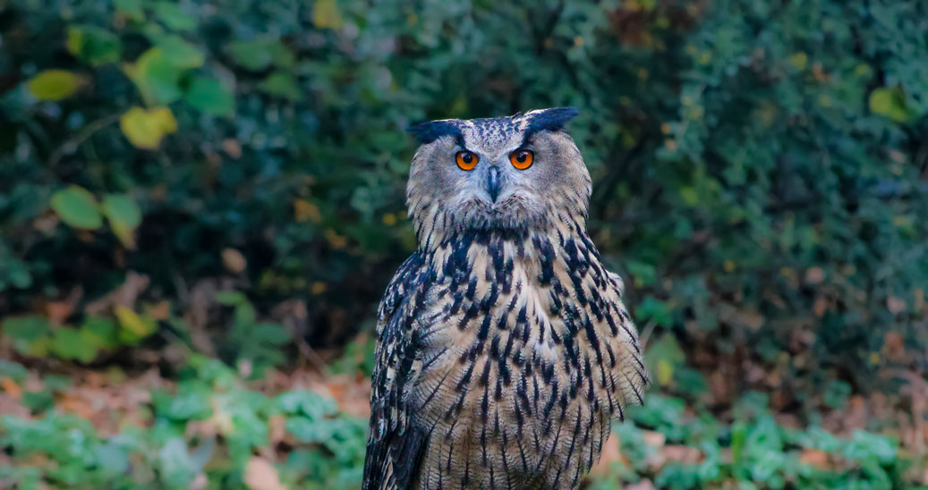 Uhu, Jagdfalkenschule Daniel Aebker. Vorbereitungskurse zur Falknerprüfung, Vergräumung, Auffangstation, Tag beim Falkner