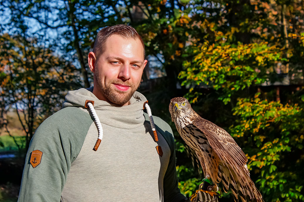 Norwegischer Habich aus der Jagdfalkenschule Daniel Aebker. Vorbereitungskurse zur Falknerprüfung, Vergräumung, Auffangstation, Tag beim Falkner