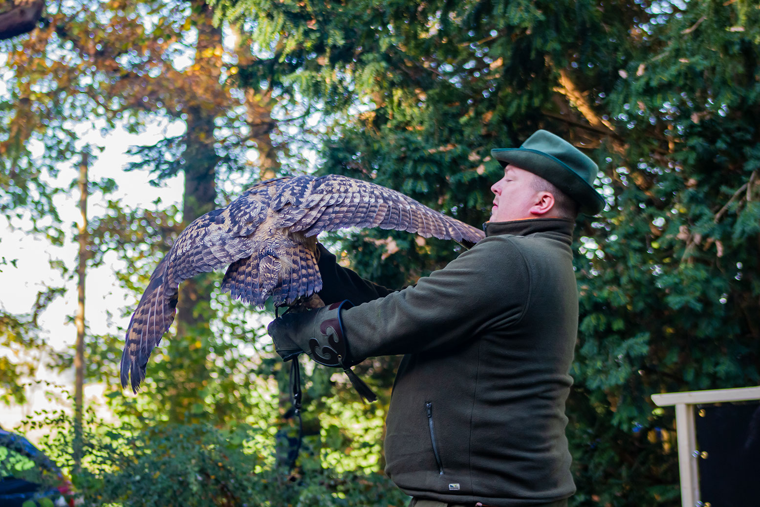 Norwegischer Habich aus der Jagdfalkenschule Daniel Aebker. Vorbereitungskurse zur Falknerprüfung, Vergräumung, Auffangstation, Tag beim Falkner