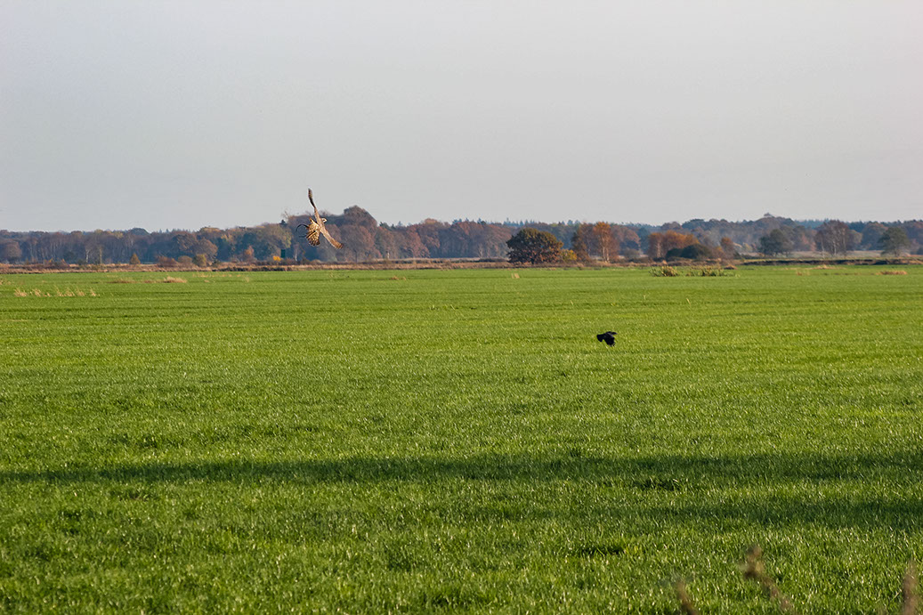 Einsatz von Greifvögeln Vergrämung von verwilderten Haustauben, Krähen und Möwen und Nagetierarten.