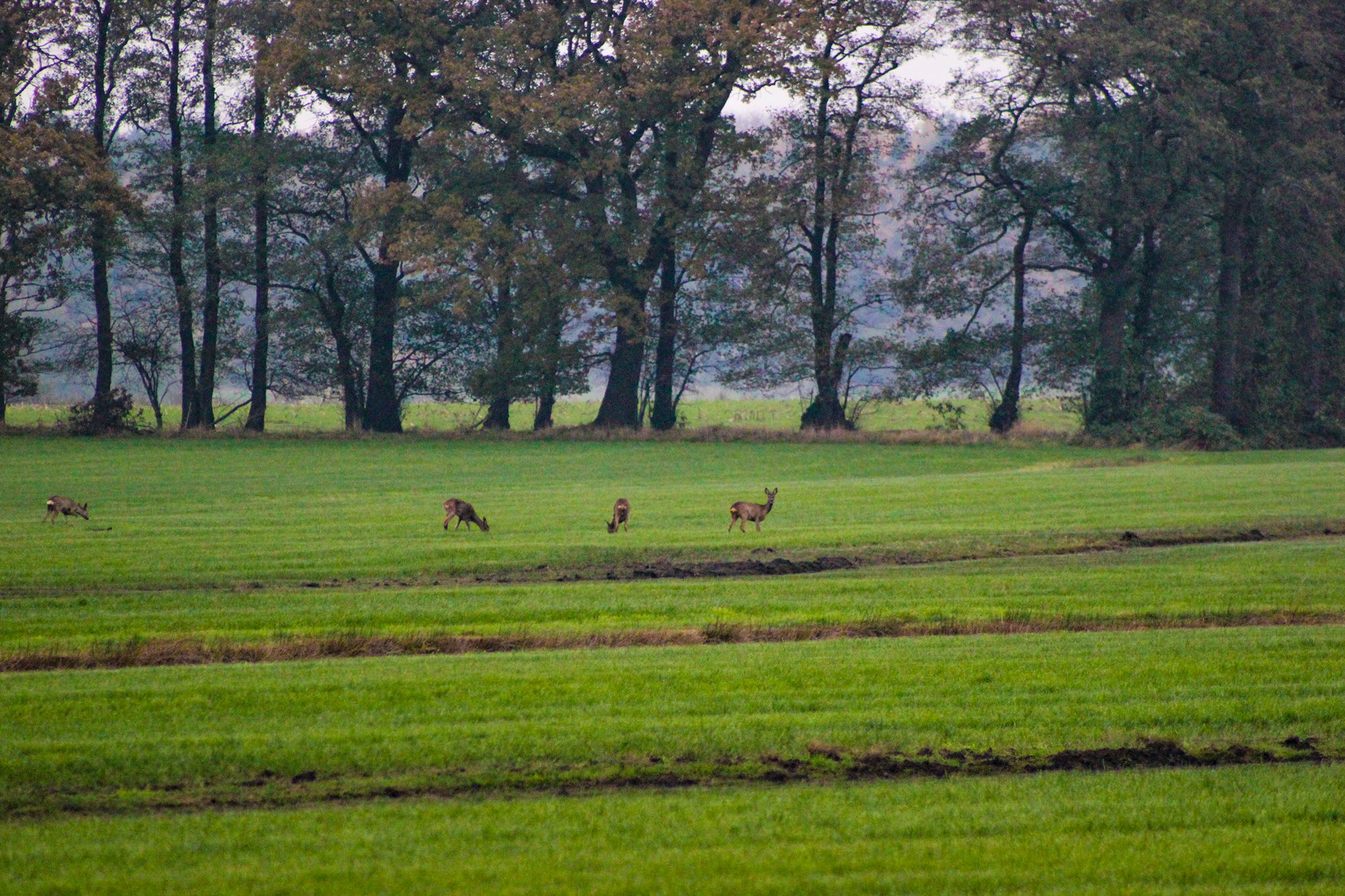 Krähen hassen Habicht nach erfolgreicher Jagd. Mit dem Greifvogel auf Jagd, Jagdfalkenschule Daniel Aebker