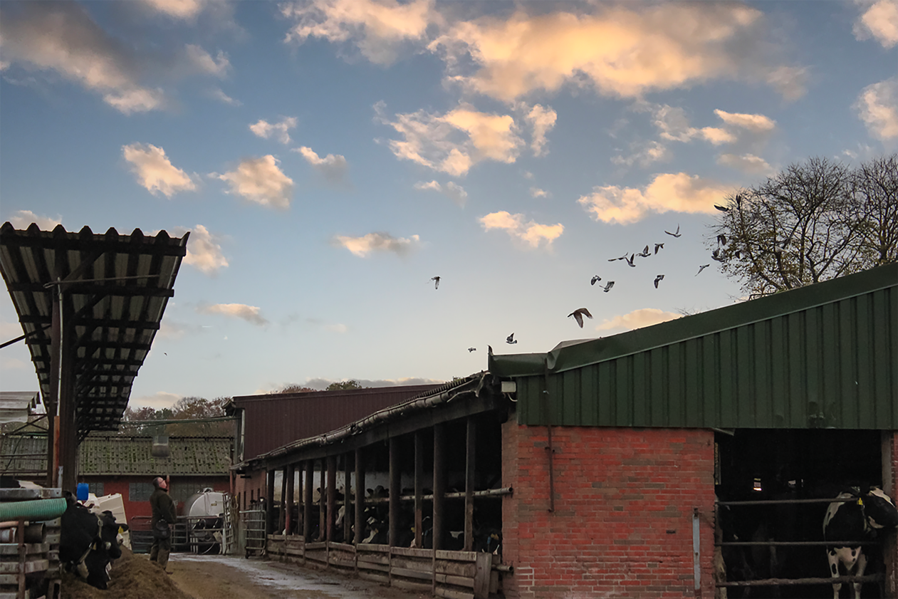Einsatz von Greifvögeln Vergrämung von verwilderten Haustauben, Krähen und Möwen und Nagetierarten.