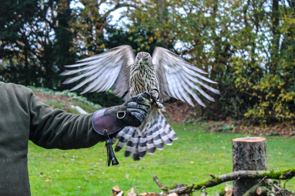 Norwegischer Habich aus der Jagdfalkenschule Daniel Aebker. Vorbereitungskurse zur Falknerprüfung, Vergräumung, Auffangstation, Tag beim Falkner