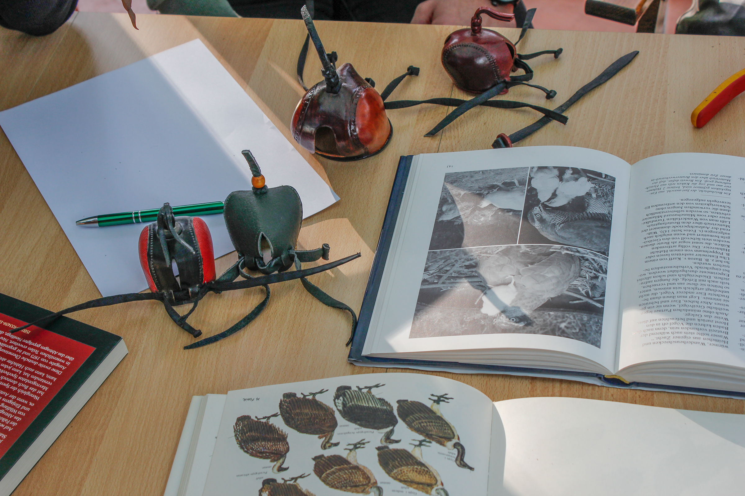 Norwegischer Habich aus der Jagdfalkenschule Daniel Aebker. Vorbereitungskurse zur Falknerprüfung, Vergräumung, Auffangstation, Tag beim Falkner